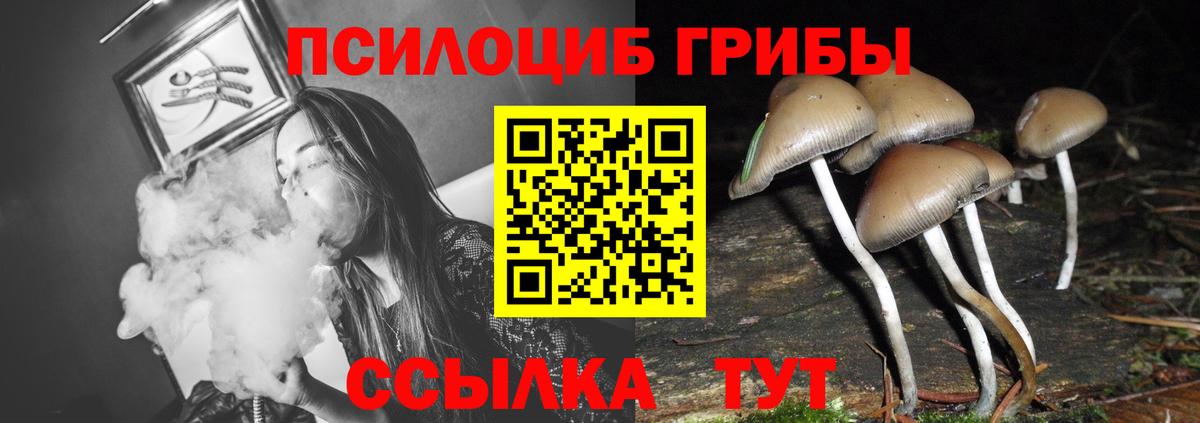 Псилоцибиновые грибы Cubensis Мценск